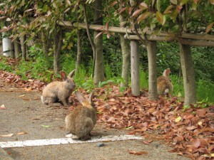 うさぎ寺